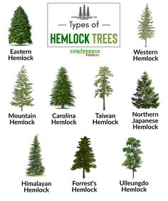 the types of hemlock trees are shown in this image, with different names and colors