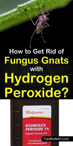 Discover how to use hydrogen peroxide to get rid of fungus gnats before they can destroy your indoor plants. Fungus gnats thrive in the moist soil of your houseplants, but you can use hydrogen peroxide as an effective, natural pest control method. #gnats #hydrogenperoxide #killfungusgnats Getting Rid Of Nats, Gnat Spray, Fruit Flies In House