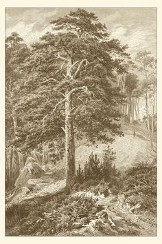 a drawing of a tree in the woods