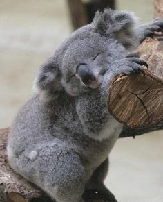 a koala bear sitting on top of a tree branch with its head resting on a log