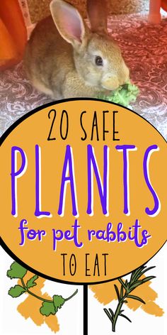 a rabbit sitting in front of a sign that says 20 safe plants for pet rabbits to eat