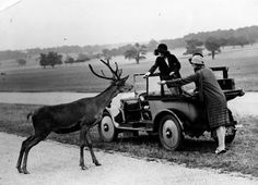 an old black and white photo of two people on a car with a deer standing next to it