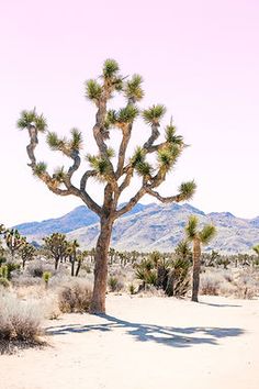 a joshua tree in the desert with mountains in the background