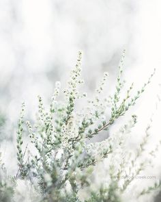 the branches of a tree are covered in snow