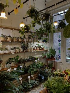 a room filled with lots of different types of plants