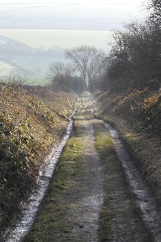 a dirt road with trees and grass on both sides