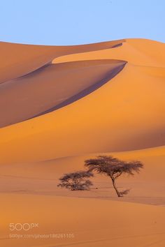 a lone tree stands in the middle of a vast expanse of sand dunes at sunset