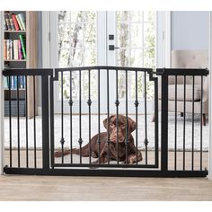 a brown dog sitting in front of a black gate on top of a wooden floor