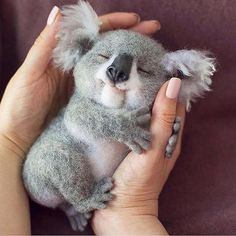 a hand holding a stuffed koala bear in it's right hand and the other hand is holding its head