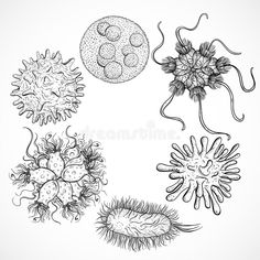 Microbes and viruses. Vintage design set. Black and white realistic hand drawn vector illustration Biology Poster, Dna Tattoo, Hand Drawn Vector Illustrations, Medical Art, Hand Drawn Vector, Zentangle Art, Anatomy Art