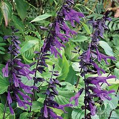 purple flowers are blooming in the garden