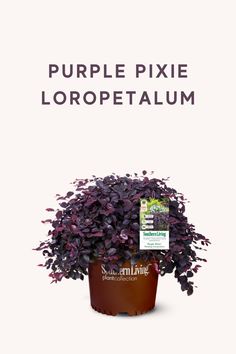 a potted plant with purple flowers in it and the words purple pixie loropetaum