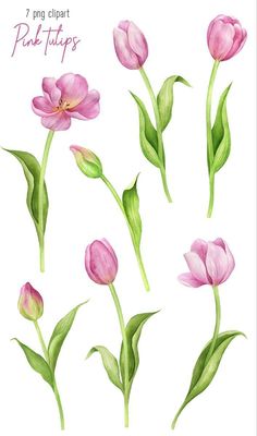 watercolor pink tulips with green leaves