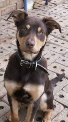 a brown and black dog sitting on top of a brick floor next to a blue pole