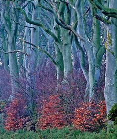 trees with red leaves in the foreground and green grass on the ground below them