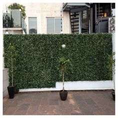 a tall green hedge next to a building