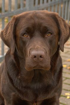 a large brown dog sitting on top of a brick floor next to a metal fence