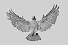 a black and white photo of a bird with its wings spread