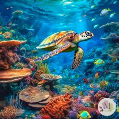 a painting of a sea turtle swimming in the ocean with corals and other fish