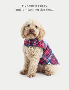 Tartan Jumper for Pets | M&S Collection | M&S Pet Safe, Chew Toy, M S, In Style, Tartan, Poppies, Jumper, Pet, Gifts