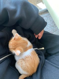 an orange and white cat sitting on top of a person's back in a black jacket