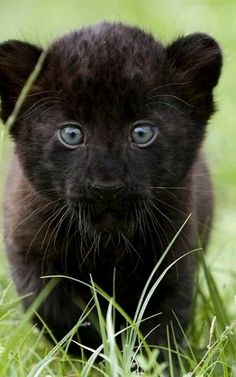 an image of a black cat with blue eyes on the twitter account for animalposts