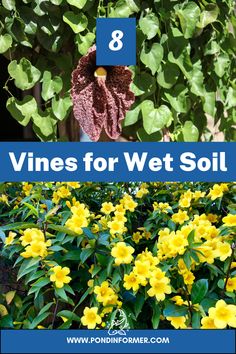 yellow flowers and green leaves with text overlay that reads 8 vines for wet soil