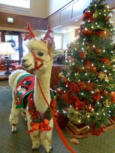 an alpaca dressed up for christmas standing next to a decorated christmas tree