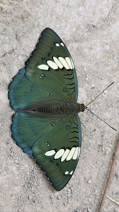 a green and white butterfly laying on the ground