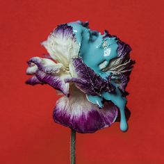 a purple and white flower with blue paint on it's petals against a red background