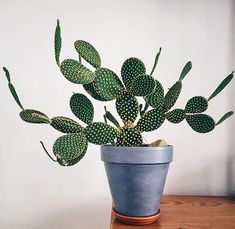 a potted plant sitting on top of a wooden table next to a white wall