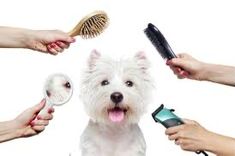 a white dog being groomed by several people with hair dryers and combs