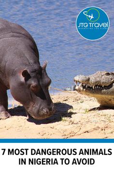 two hippos and an alligator in front of water with the caption 7 most dangerous animals in africa to avoid