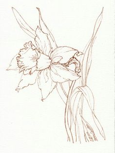 a pencil drawing of a flower on a white paper