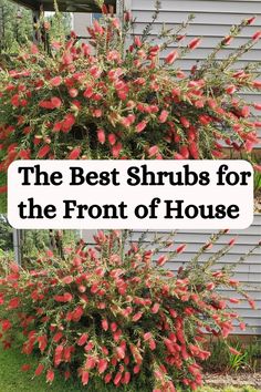 the best shrubs for the front of house are in this postcard style photo with text overlay that reads, the best shrubs for the front of house