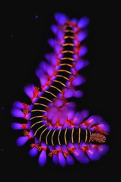 an image of a purple and red plant in the night sky with lights on it