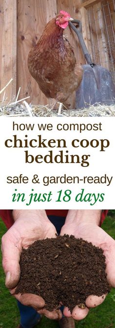 Here's how we turn the deep litter from our chicken coop into safe, garden-ready compost, in just 18 days. #gardening #compost #chickens #backyardchickens #composting #permaculture Chicken Bedding, Chickens Coop, Chicken Manure, Backyard Chicken Farming