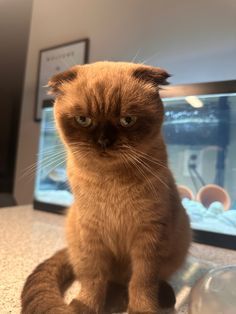 a brown cat sitting on top of a counter next to a glass bowl with water in it