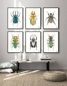 four framed insect prints on the wall above a coffee table