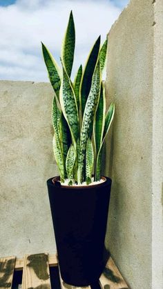 a potted plant sitting on top of a wooden table next to a cement wall