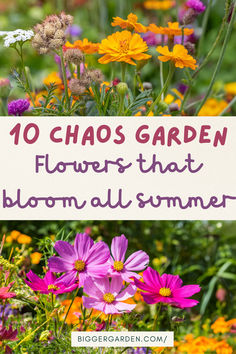 flowers that bloom all summer with the words 10 chaos garden flowers that bloom all summer