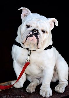 a white bulldog sitting on top of a wooden floor next to a red leash and collar