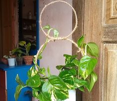 a potted plant with green leaves hanging from it's side