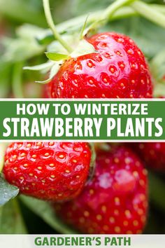 how to winterize strawberry plants with garden's path