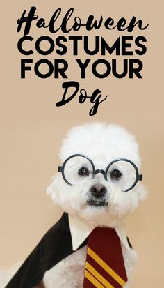 a dog wearing glasses and a tie with the words halloween costumes for your dog