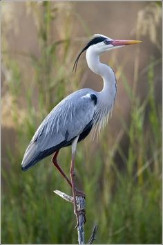 a large bird standing on top of a tree branch in front of some grass and bushes