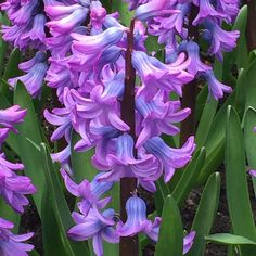 purple flowers are blooming in the garden