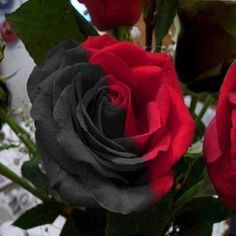 two red and black roses in a vase