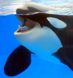 an orca in the water with its mouth open and it's tongue out