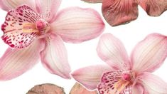 two pink orchids on a white background